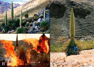 Queen of the Andes: the ecology and conservation of Puya raimondii